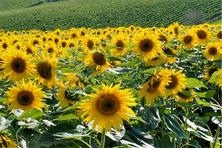 simsearch:841-02991948,k - Sunflowers with vines in distance, Charente, France, Europe Stock Photo - Rights-Managed, Code: 841-02943564