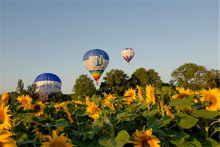 sunflowers in france - La montgolfière au-dessus des champs de tournesols tôt le matin, Charente, France, Europe Photographie de stock - Rights-Managed, Code: 841-02943565