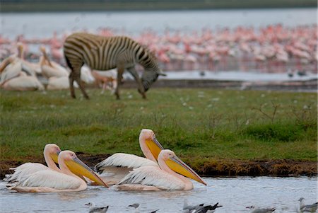 pelikan - Parc National du lac Nakuru, Kenya, Afrique de l'est, Afrique Photographie de stock - Rights-Managed, Code: 841-02943586