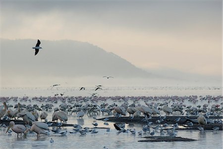 pelicans flying - Lake Nakuru National Park, Kenya, East Africa, Africa Stock Photo - Rights-Managed, Code: 841-02943592