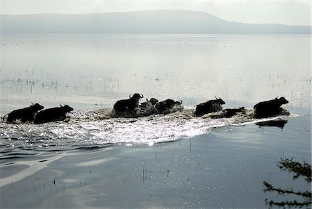 Lake Nakuru National Park, Kenya, East Africa, Africa Foto de stock - Con derechos protegidos, Código: 841-02943636