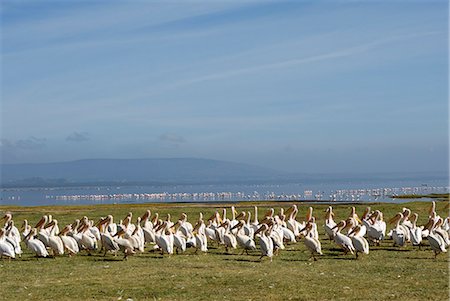 Parc National du lac Nakuru, Kenya, Afrique de l'est, Afrique Photographie de stock - Rights-Managed, Code: 841-02943637