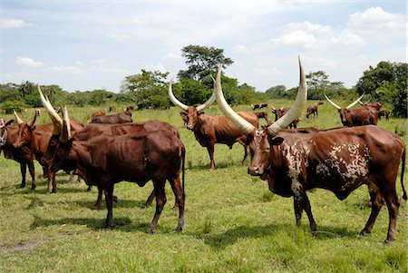 Ankole cows, Uganda, East Africa, Africa Foto de stock - Direito Controlado, Número: 841-02943644