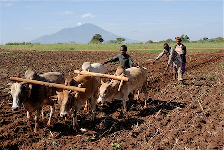 Ox plough, Mount Babati, Hanang, Tanzania, East Africa, Africa Stock Photo - Rights-Managed, Code: 841-02943654