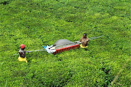 Thé mécanisée, picking, Ouganda, Afrique de l'est, Afrique Photographie de stock - Rights-Managed, Code: 841-02943652