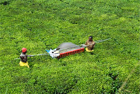 Mechanized tea picking, Uganda, East Africa, Africa Fotografie stock - Rights-Managed, Codice: 841-02943652