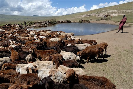 Ngorongoro Conservation Area, UNESCO World Heritage Site, Tanzanie, Afrique de l'est, Afrique Photographie de stock - Rights-Managed, Code: 841-02943668