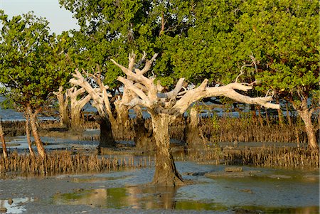 Mangroves, Sand Island, Tanzania, East Africa, Africa Foto de stock - Con derechos protegidos, Código: 841-02943662