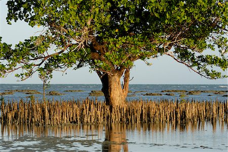 Mangroves, Sand Island, Tanzanie, Afrique de l'est, Afrique Photographie de stock - Rights-Managed, Code: 841-02943663