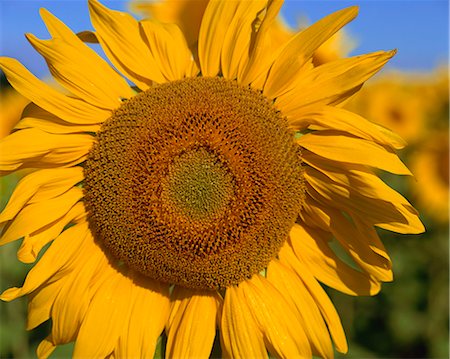 provence sunflower - Close-up of large sunflower, Provence, France,Europe Stock Photo - Rights-Managed, Code: 841-02943705
