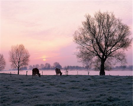 Cows in the early morning in a misty landscape by a river in Holland, Europe Stock Photo - Rights-Managed, Code: 841-02943726