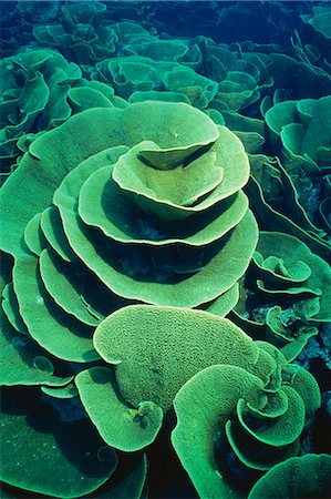 Group of cabbage patch coral, Taveuni, Fiji, Pacific Stock Photo - Rights-Managed, Code: 841-02943758
