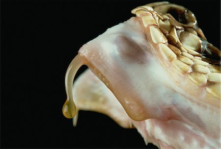 snake head close up - Fang and venom of Diamondback rattlesnake Stock Photo - Rights-Managed, Code: 841-02943767