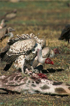 Vulture with head covered in blood from giraffe kill, Kenya, East Africa, Africa Foto de stock - Direito Controlado, Número: 841-02943762