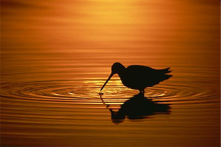 simsearch:841-03869119,k - Longed-billed dowitcher, Salton Sea, California, United States of America, North America Foto de stock - Con derechos protegidos, Código: 841-02943763