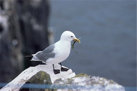 simsearch:841-03490196,k - Mouette tridactyle, Pembrokeshire, pays de Galles, Royaume-Uni, Europe Photographie de stock - Rights-Managed, Code: 841-02943877