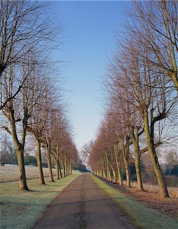 Straight, empty tree lined road in winter, near Mickleham, Surrey, England, United Kingdom, Europe Stock Photo - Rights-Managed, Code: 841-02943896