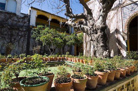 simsearch:841-02994007,k - Jardins de la Casa de Pilatos, Santa Cruz district, Séville, Andalousie, Espagne, Europe Photographie de stock - Rights-Managed, Code: 841-02994294