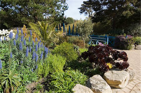 scilly - The Abbey Gardens, Tresco, Isles of Scilly, off Cornwall, United Kingdom, Europe Stock Photo - Rights-Managed, Code: 841-02994336