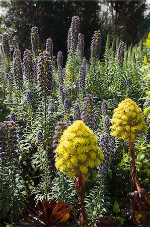 simsearch:841-02914937,k - The Abbey Gardens, Tresco, Isles of Scilly, off Cornwall, United Kingdom, Europe Stock Photo - Rights-Managed, Code: 841-02994349