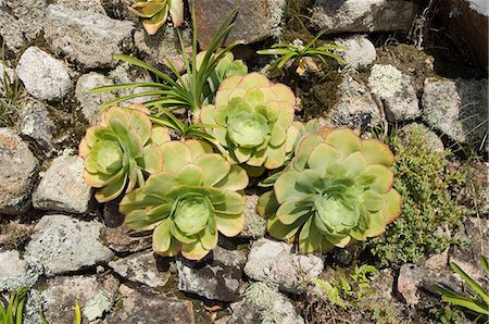 The Abbey Gardens, Tresco, Isles of Scilly, off Cornwall, United Kingdom, Europe Foto de stock - Con derechos protegidos, Código: 841-02994370