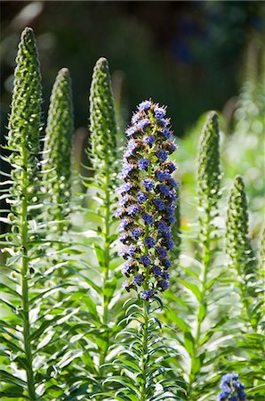 scilly - The Abbey Gardens, Tresco, Isles of Scilly, off Cornwall, United Kingdom, Europe Stock Photo - Rights-Managed, Code: 841-02994419