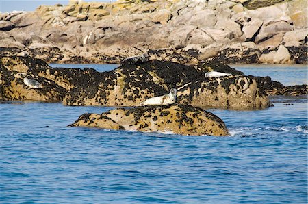 simsearch:841-02994485,k - Seals, Eastern Rocks, Isles of Scilly, off Cornwall, United Kingdom, Europe Stock Photo - Rights-Managed, Code: 841-02994452