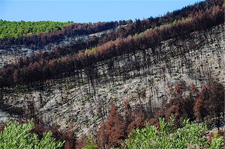 Forest fire devastation near Agnotas, Skopelos, Sporades Islands, Greek Islands, Greece, Europe Foto de stock - Con derechos protegidos, Código: 841-02991199