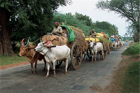 A line of bullock carts on a country road, the main transport for local residents, Tamil Nadu, India, Asia Foto de stock - Con derechos protegidos, Código: 841-02991504