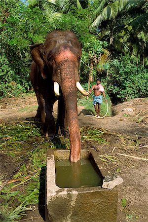 elephant asian kerala - Elephant drinking, Punnathur Kotta Elephant Fort, housing fifty elephants, financed by temples, Kerala state, India, Asia Stock Photo - Rights-Managed, Code: 841-02991508