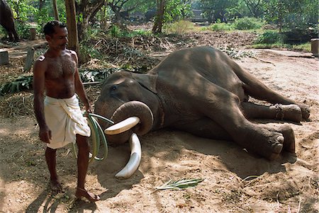 Indian man and elephant lying on the ground, Punnathur Kotta Elephant Fort, housing 50 elephants and financed by the temples, Kerala, India, Asia Stock Photo - Rights-Managed, Code: 841-02991547