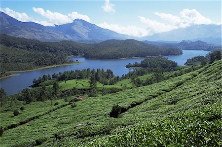 Tea country high in the Western Ghats near Munnar, Kerala state, India, Asia Fotografie stock - Rights-Managed, Codice: 841-02991556