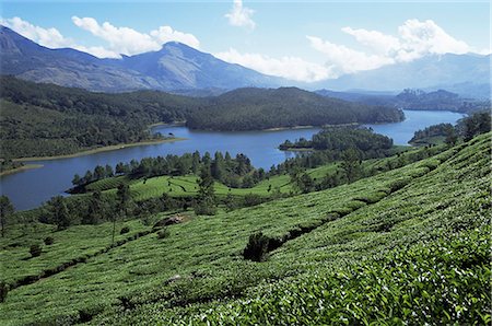 Tea country high in the Western Ghats near Munnar, Kerala state, India, Asia Stock Photo - Rights-Managed, Code: 841-02991556