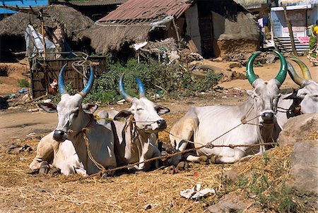 Cows with painted horns, Tamil Nadu state, India, Asia Foto de stock - Con derechos protegidos, Código: 841-02991550