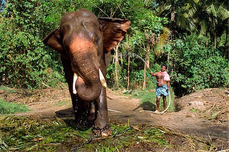 elephant asian kerala - Un jet d'eau vers le bas de l'éléphant, le Fort Punnathur Kotta éléphant, logement cinquante éléphants, financés par les temples, Kerala État, Inde, Asie Photographie de stock - Rights-Managed, Code: 841-02991568