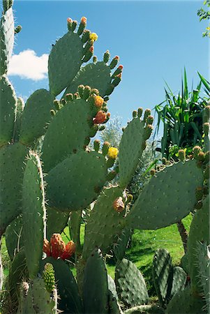 Cactus, Barbary figs, Morocco, North Africa, Africa Foto de stock - Con derechos protegidos, Código: 841-02991720