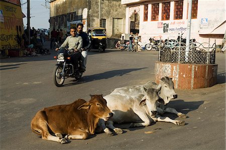 street photography in rajasthan - Holy cows on streets of Dungarpur, Rajasthan state, India, Asia Stock Photo - Rights-Managed, Code: 841-02992390