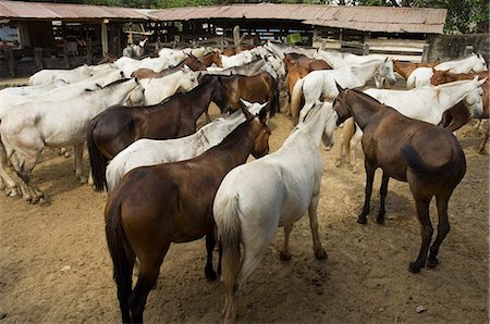 simsearch:841-02992558,k - Chevaux, Hacienda Gauachipelin, près du Parc National de Rincon de la Vieja, Gaunacaste, Costa Rica Photographie de stock - Rights-Managed, Code: 841-02992471