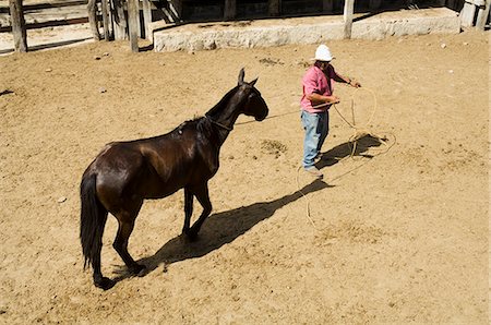 simsearch:841-02992536,k - Horses, Hacienda Guachipelin, near Rincon de la Vieja National Park, Guanacaste, Costa Rica, Central America Foto de stock - Con derechos protegidos, Código: 841-02992565