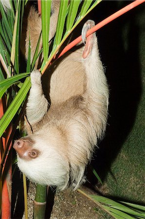 paresseux (animal) - Paresseux, Manuel Antonio, Costa Rica, Amérique centrale Photographie de stock - Rights-Managed, Code: 841-02992597