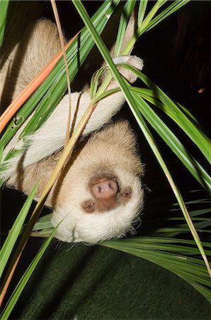 Sloth, Manuel Antonio, Costa Rica, Central America Stock Photo - Rights-Managed, Code: 841-02992599