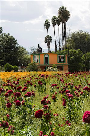 simsearch:841-02993470,k - Fleurs cultivées pour le jour des morts, Oaxaca, Mexique, Amérique du Nord Photographie de stock - Rights-Managed, Code: 841-02993445