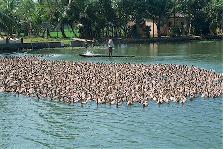 simsearch:841-02945891,k - Ducks being herded on a backwater, Kerala state, India, Asia Stock Photo - Rights-Managed, Code: 841-02993584
