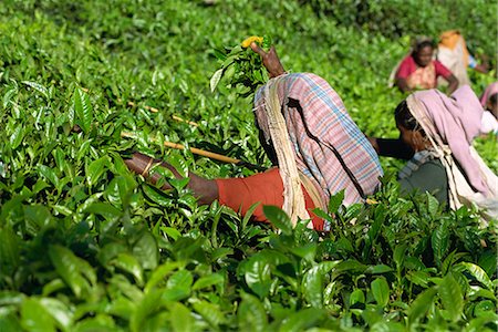 Tea pluckers on estate near Munnar, Kerala state, India, Asia Fotografie stock - Rights-Managed, Codice: 841-02993589