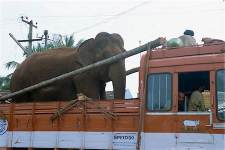 simsearch:841-06033004,k - Elephant riding in back of truck, Kerala state, India, Asia Stock Photo - Rights-Managed, Code: 841-02993599