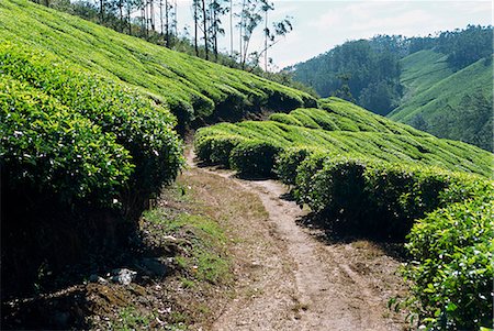 Tea estate near Munnar, Kerala state, India, Asia Stock Photo - Rights-Managed, Code: 841-02993592