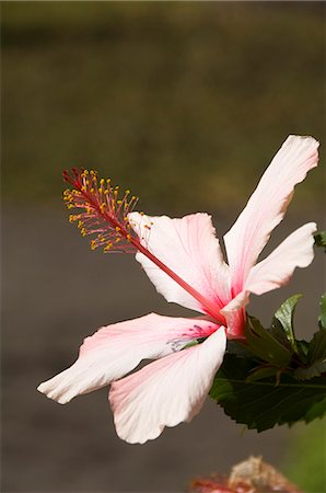 fogo cape verde - Vegetation in the volcanic caldera, Fogo (Fire), Cape Verde Islands, Africa Stock Photo - Rights-Managed, Code: 841-02993759