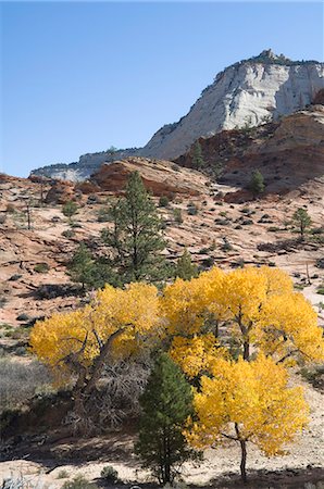 simsearch:841-02920373,k - Zion National Park, Utah, United States of America, North America Stock Photo - Rights-Managed, Code: 841-03028179