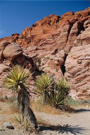 désert de mojave - Red Rock Canyon, montagnes de printemps, le désert de Mojave, près de Las Vegas, Nevada, États-Unis d'Amérique Photographie de stock - Rights-Managed, Code: 841-03028560