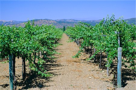 Vineyard, Napa Valley, California, United States of America Stock Photo - Rights-Managed, Code: 841-03028653